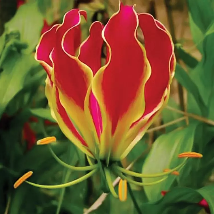 Gloriosa rothschildiana outlet